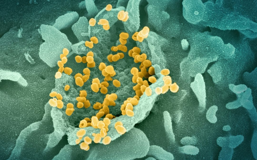 Aankondiging lezing over de fagenbacterie